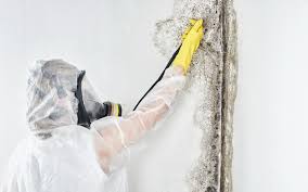 Best Asbestos and Lead Testing During Mold Inspection  in Waterloo, IA